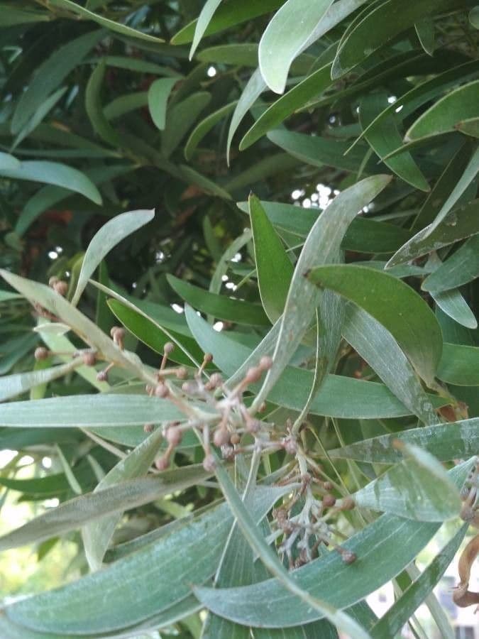 Acacia nera 7