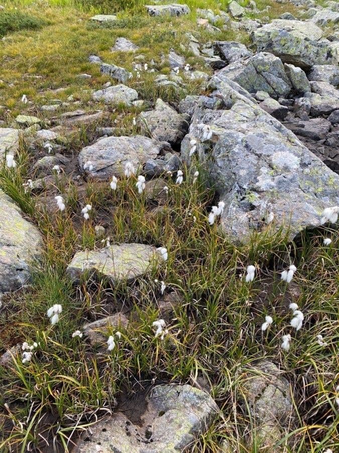 Schmalblättriges Wollgras 14