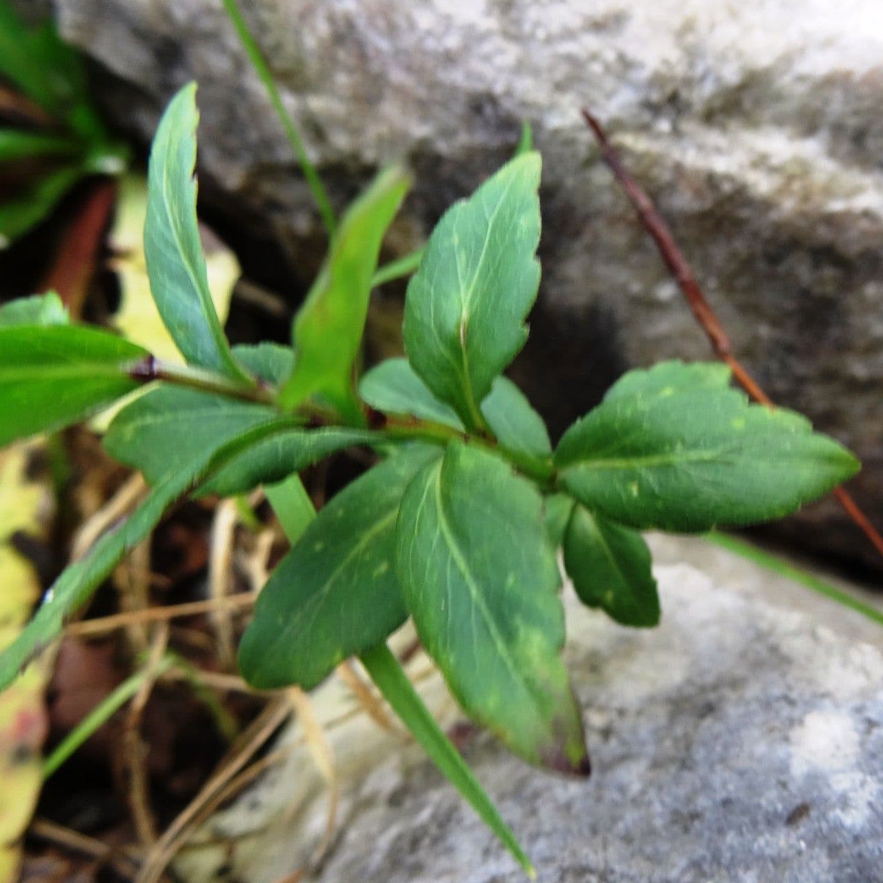 Campanula 15