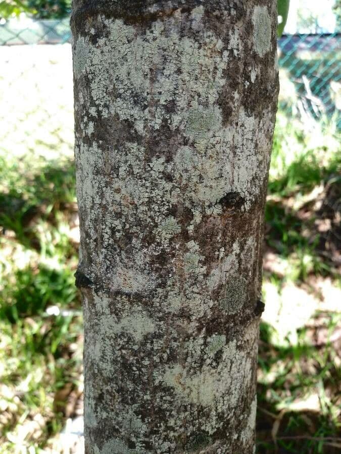 Cassia spectabilis 23