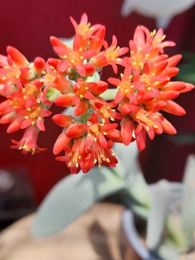 Crassula perfoliata 5