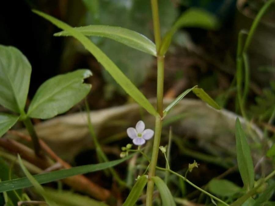 Veronica scudata 21