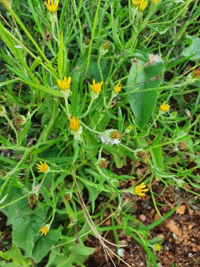 Hirpicium 4