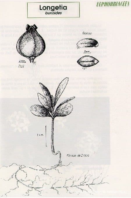 Buchsblättrige Longetia 13