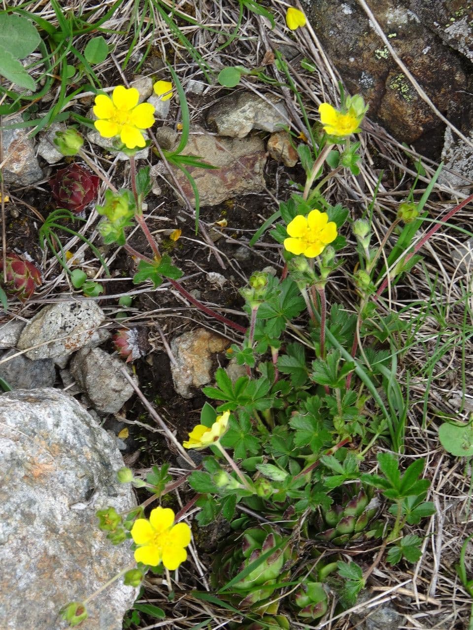 Mochna Crantzova 6