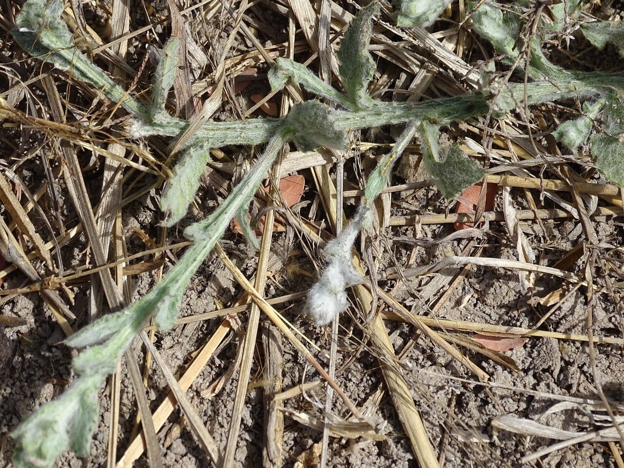 Sphaeranthus 3