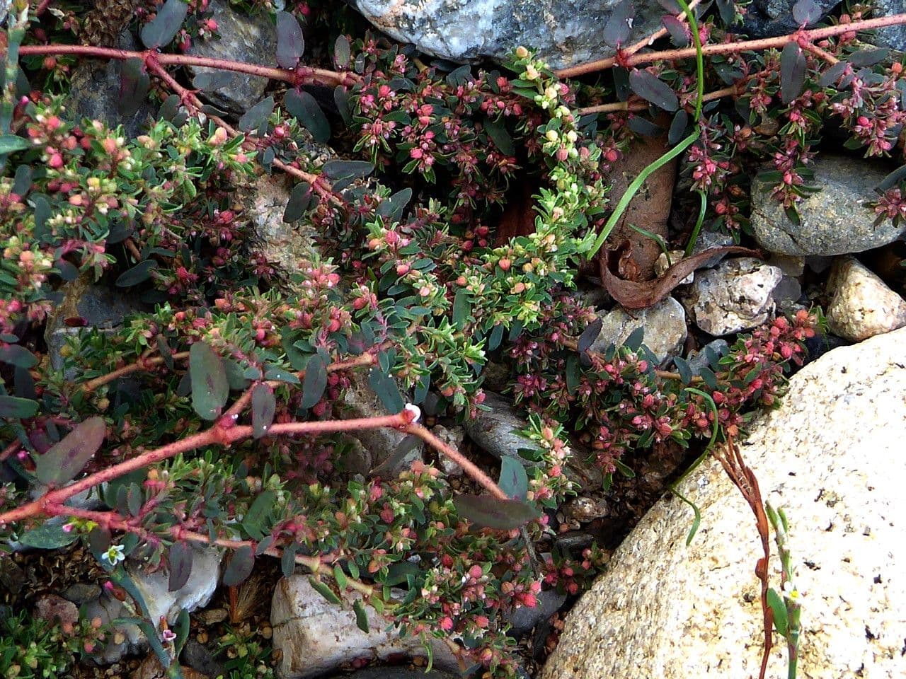 Euphorbe maculée 25
