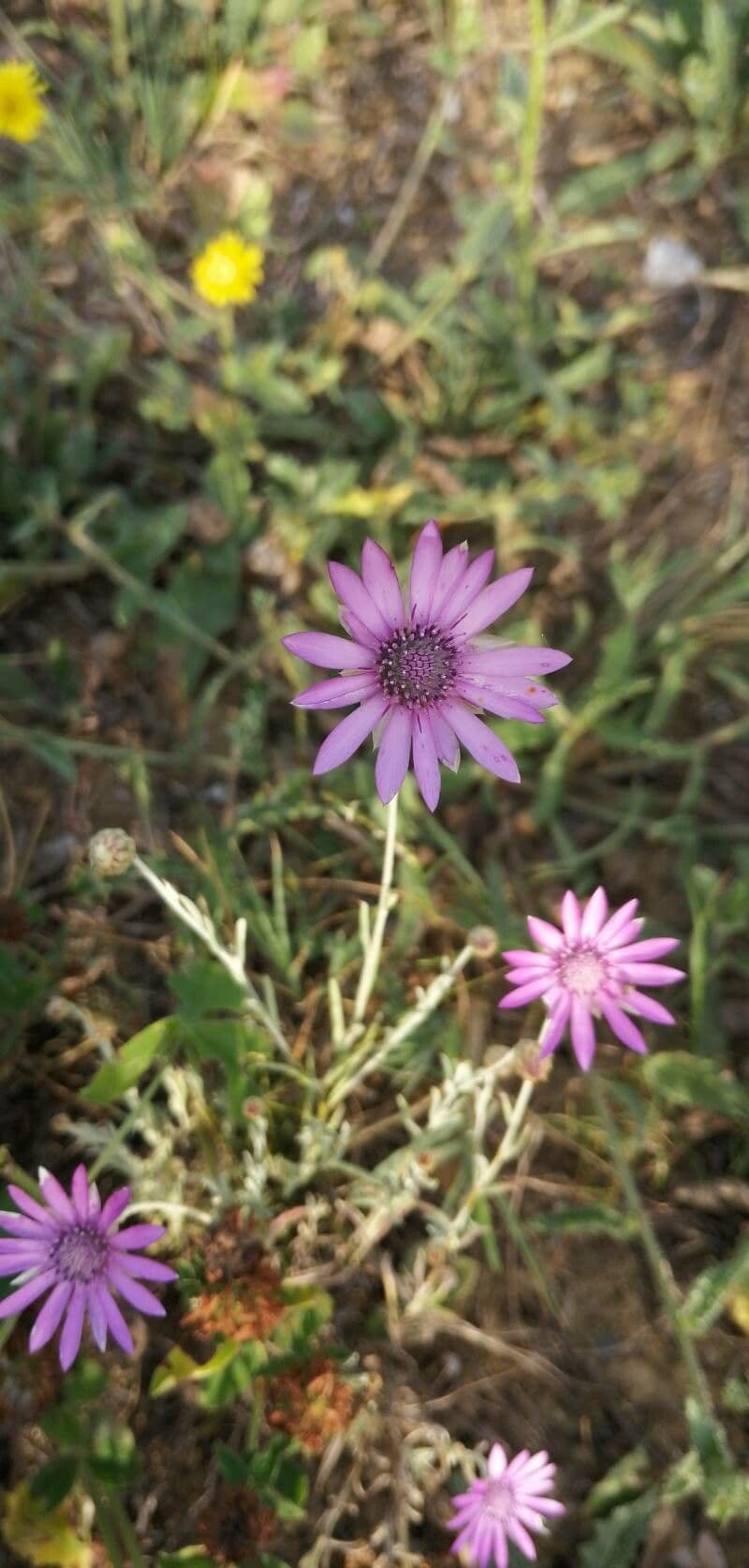 Immortelle annuale