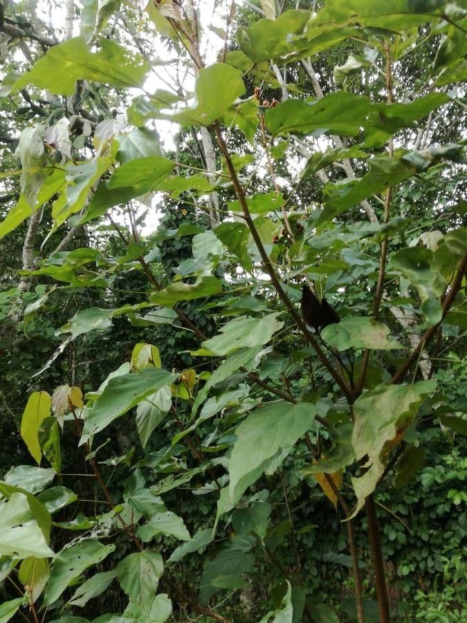 Achiote 27