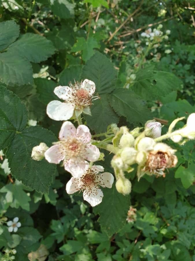 Rubus wahlbergii 3