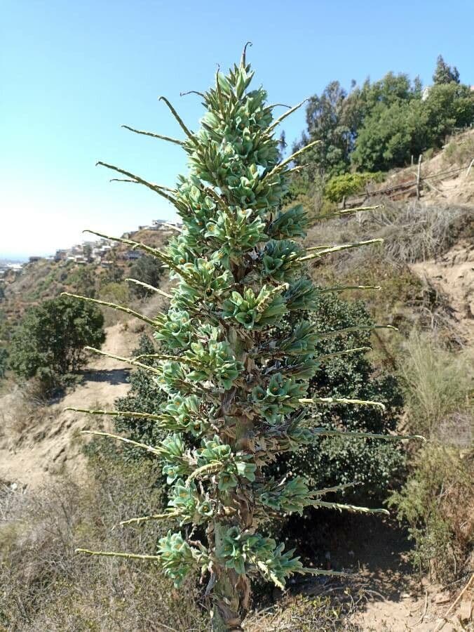 Puya 11