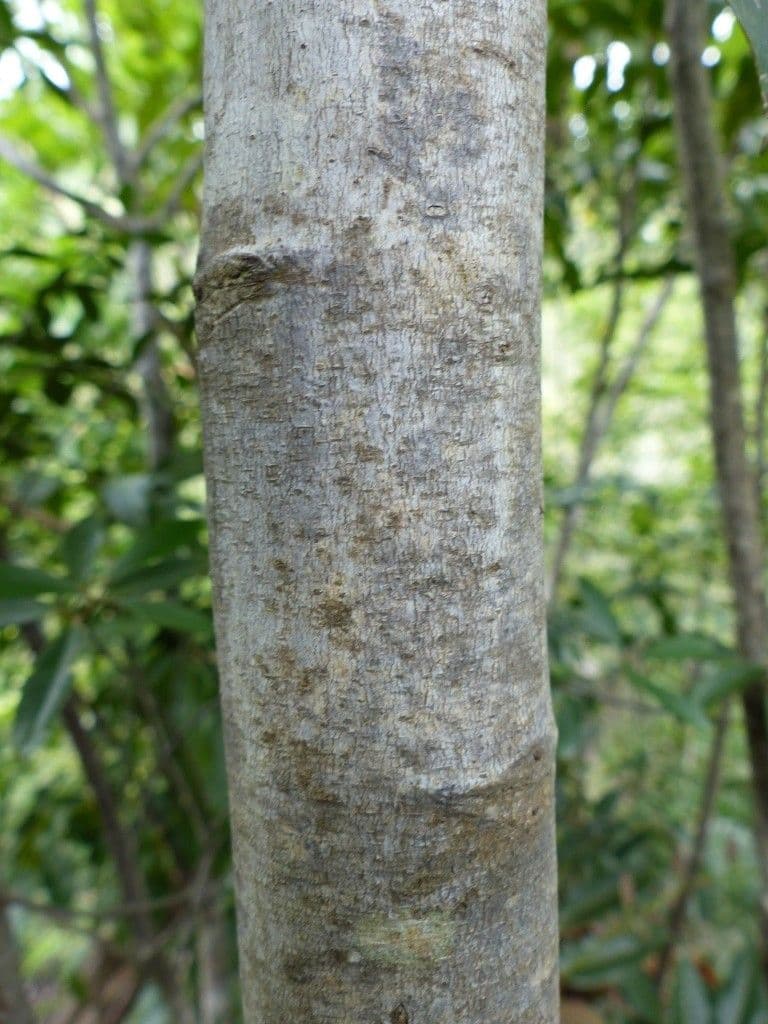 Lepidocupania 12