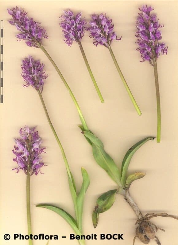 Orchide scimmia 25