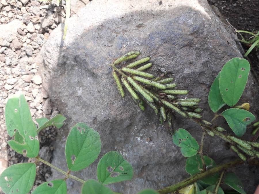 Indigofera 4