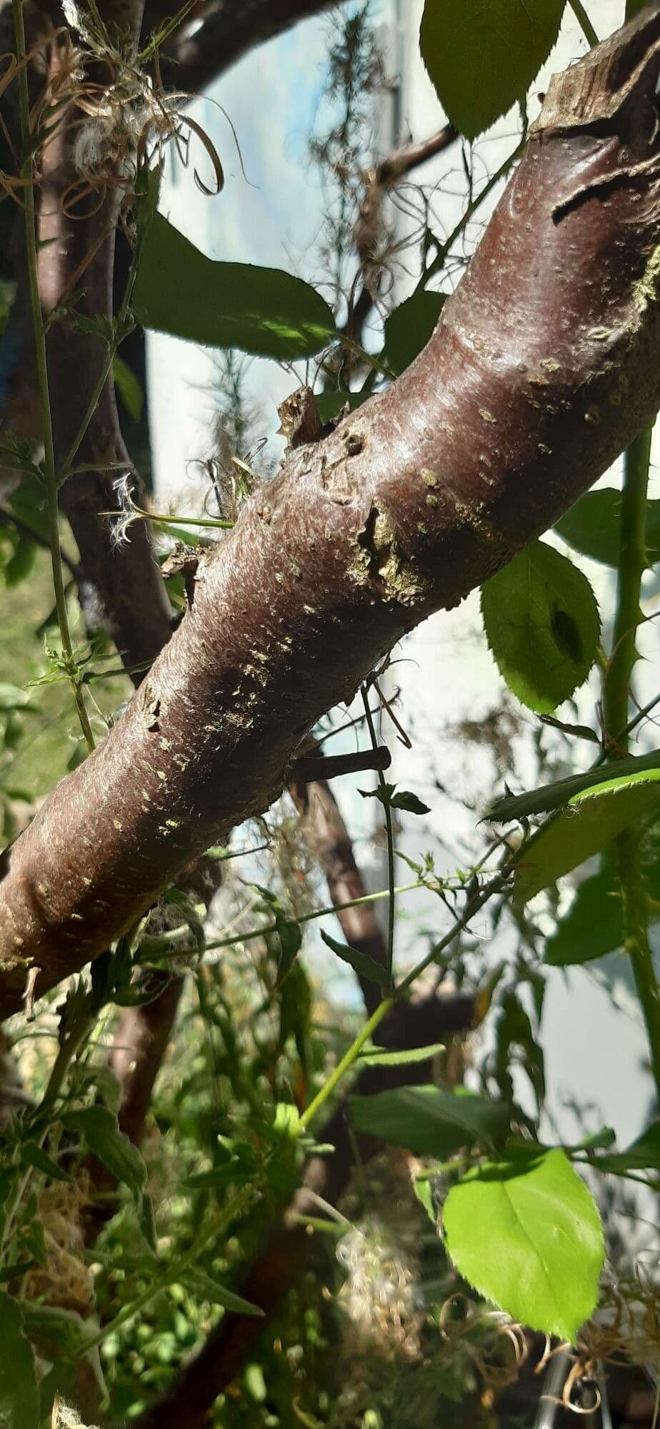 Prugna Damaschina 24