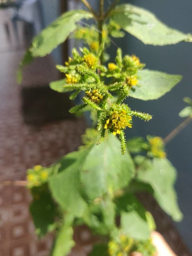 Sigesbeckia orientalis 3