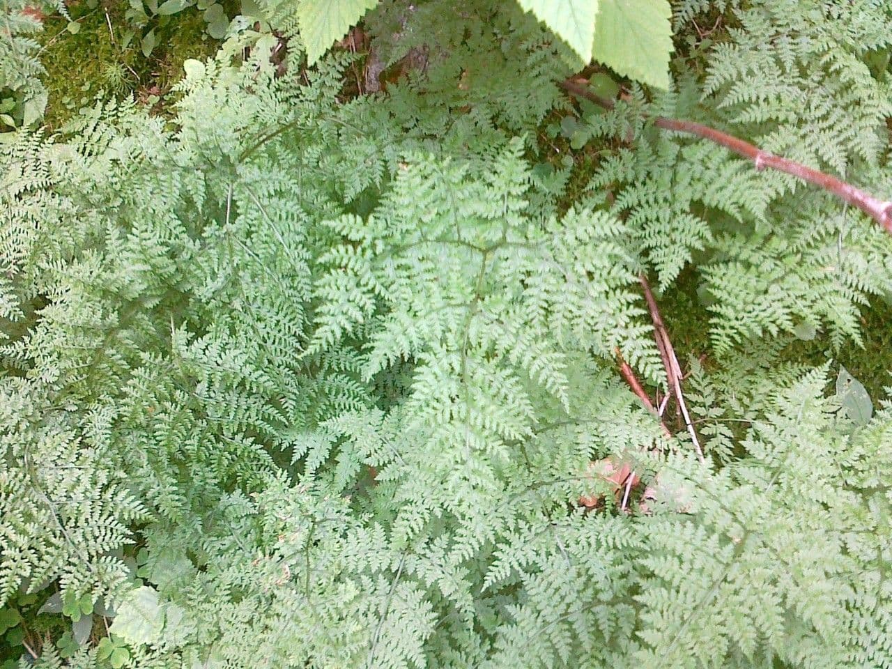 Cystopteris