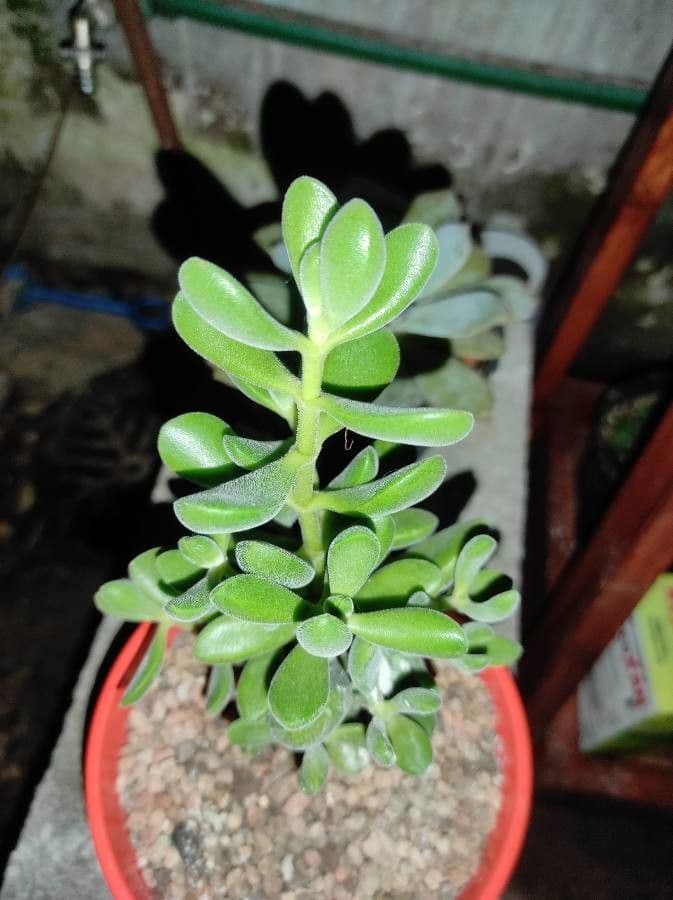 Crassula 23