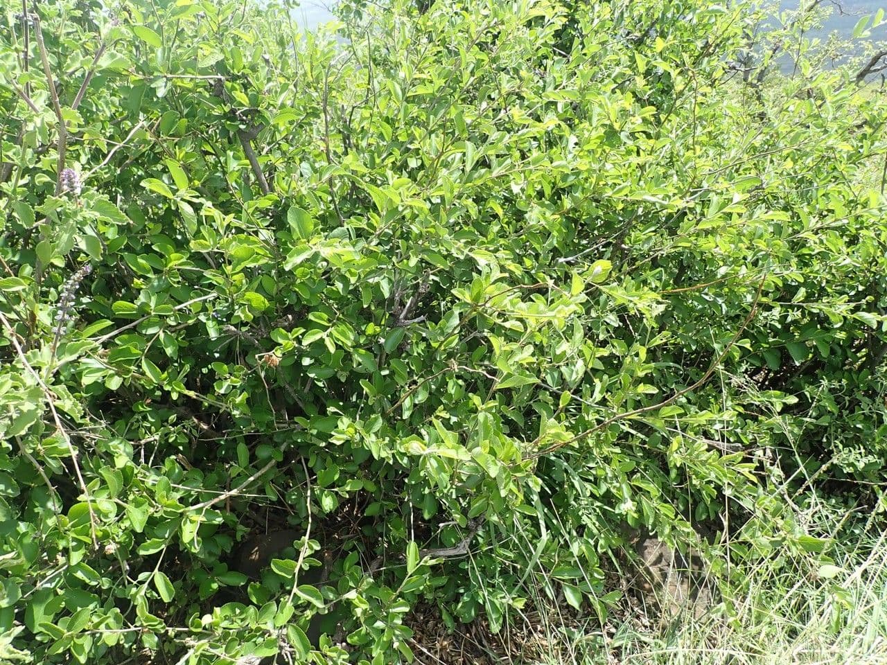 Grewia 8