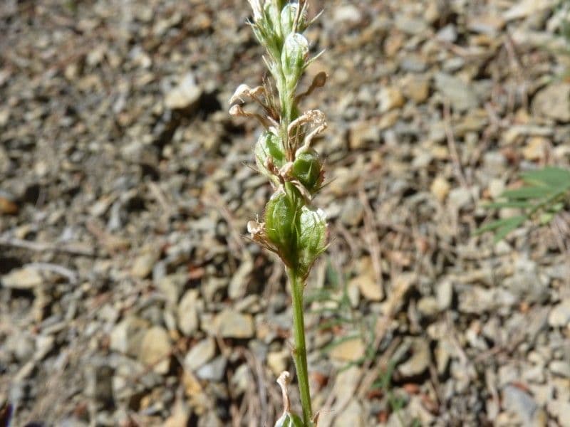 Serradella 14