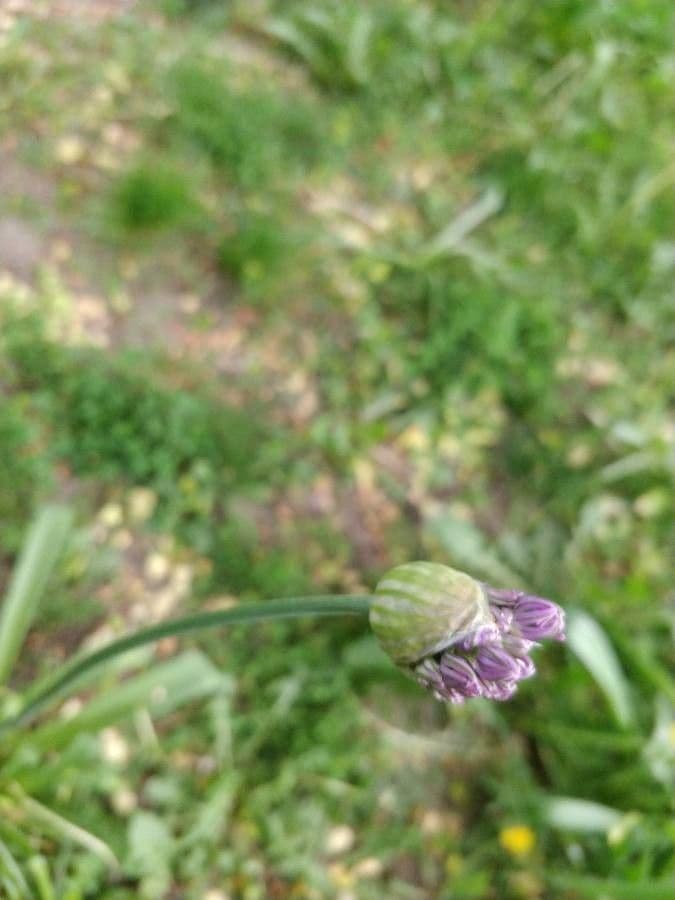 Erba cipollina 3