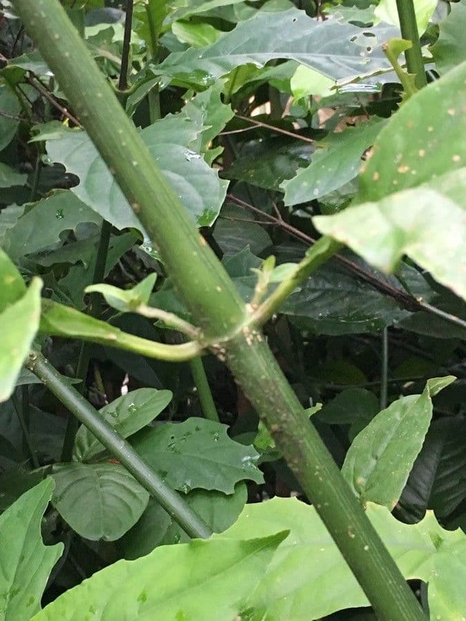 Odontonema 21