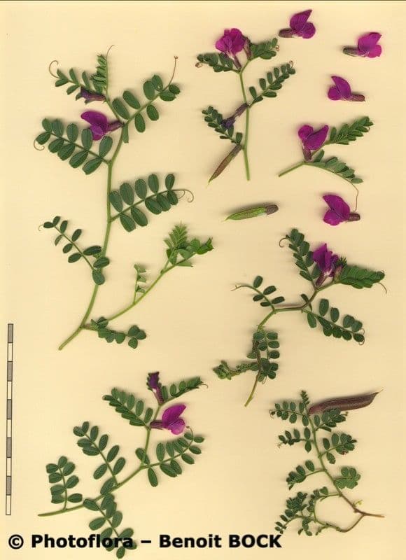 Vesce des Pyrénées 24
