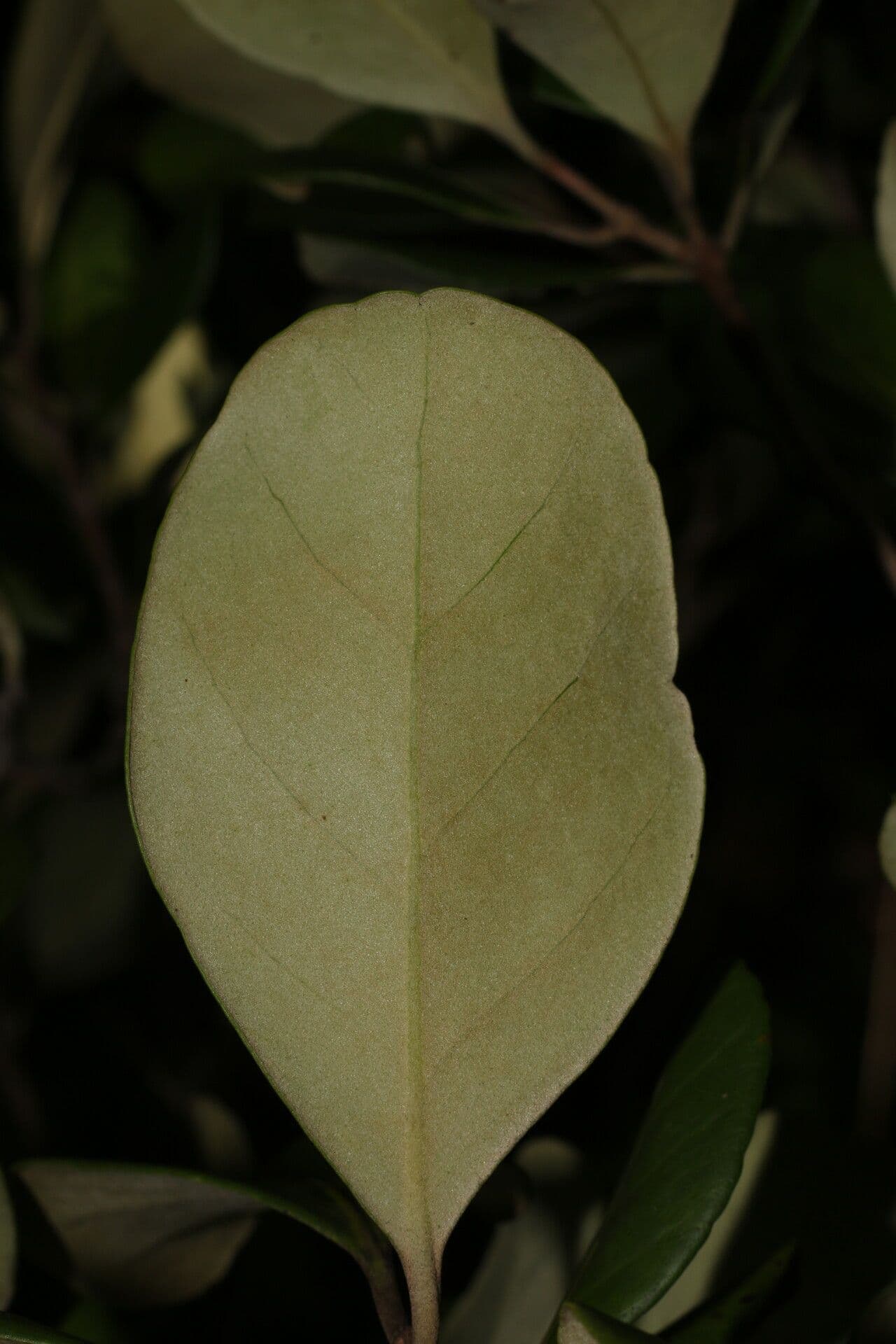 Eugenia 19