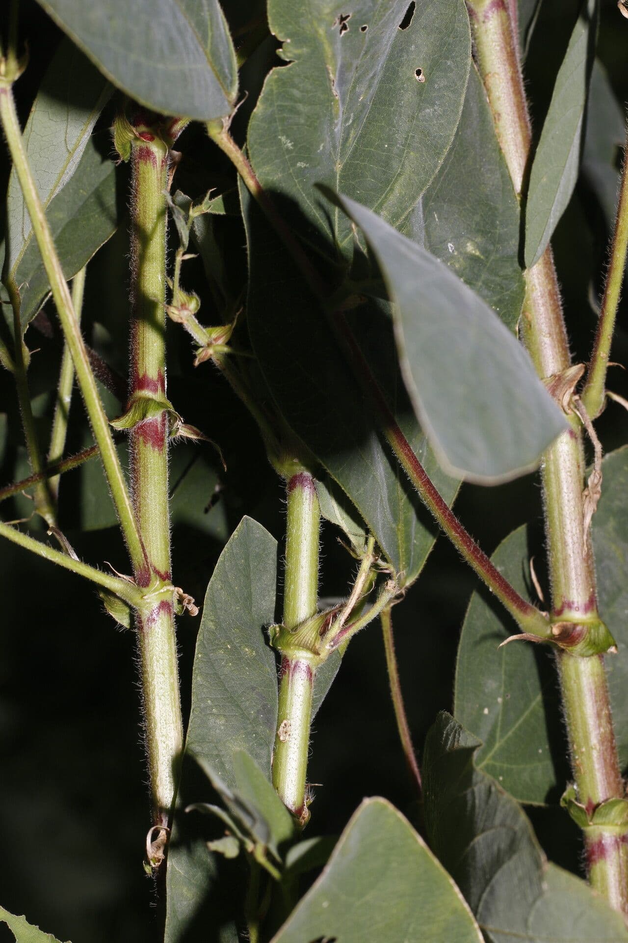 Desmodium distortum 2