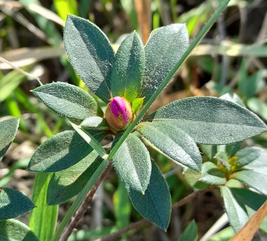 Rhododendron 30