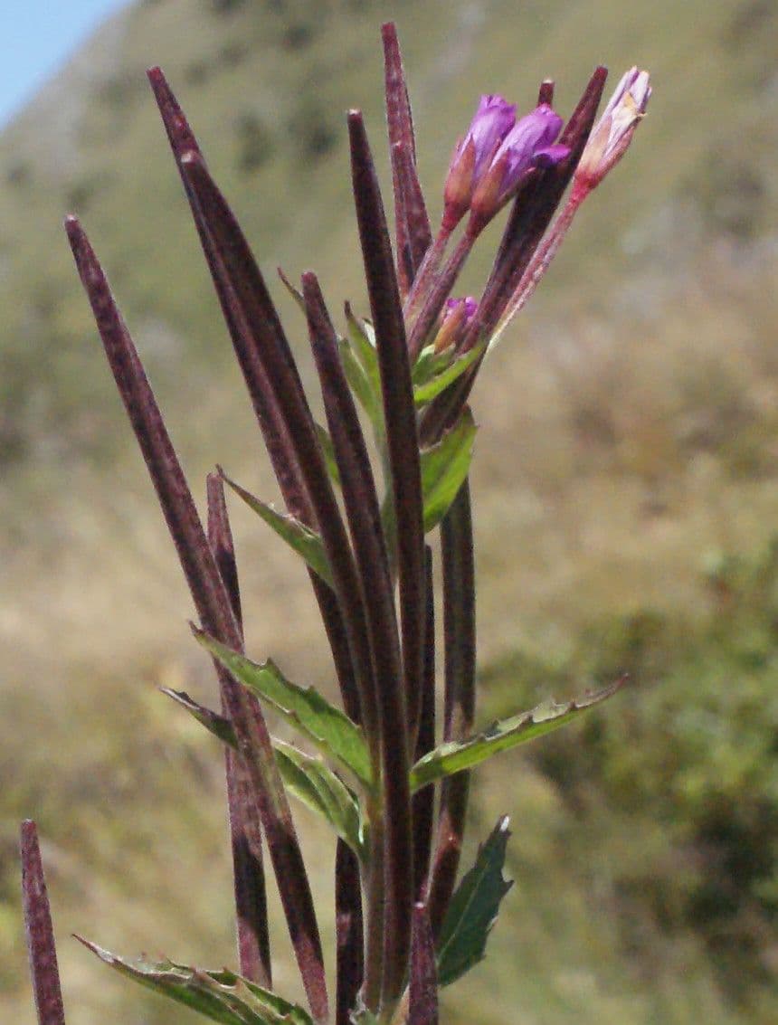 Epilobium alpestre 5