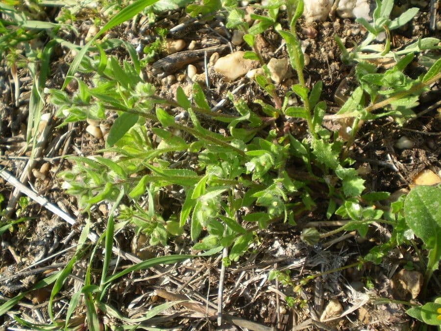 Nonea 11