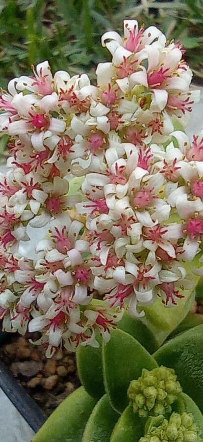 Crassula 3