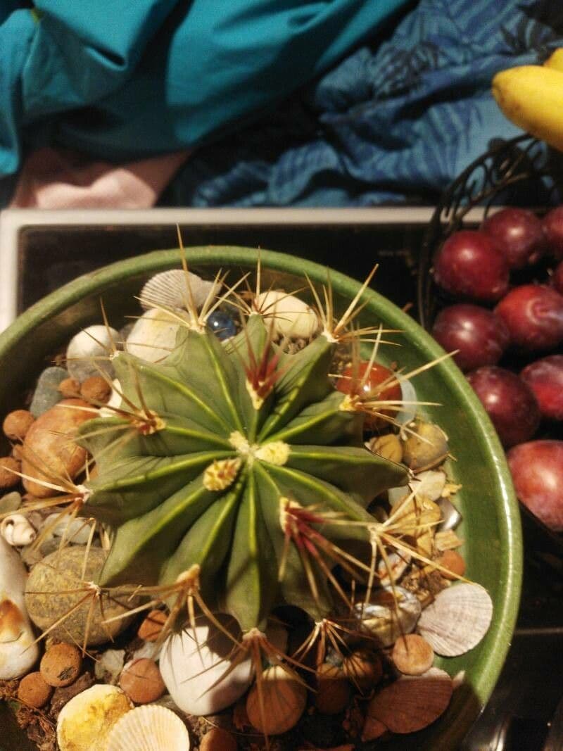 Ferocactus
