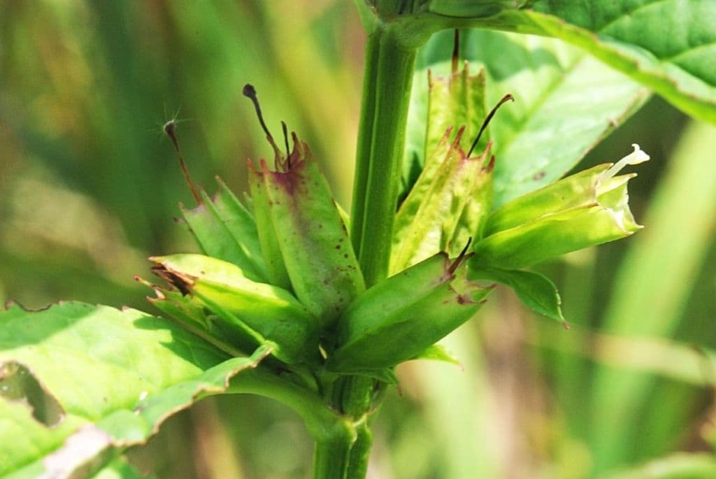 Sharp-wing monkey-flower