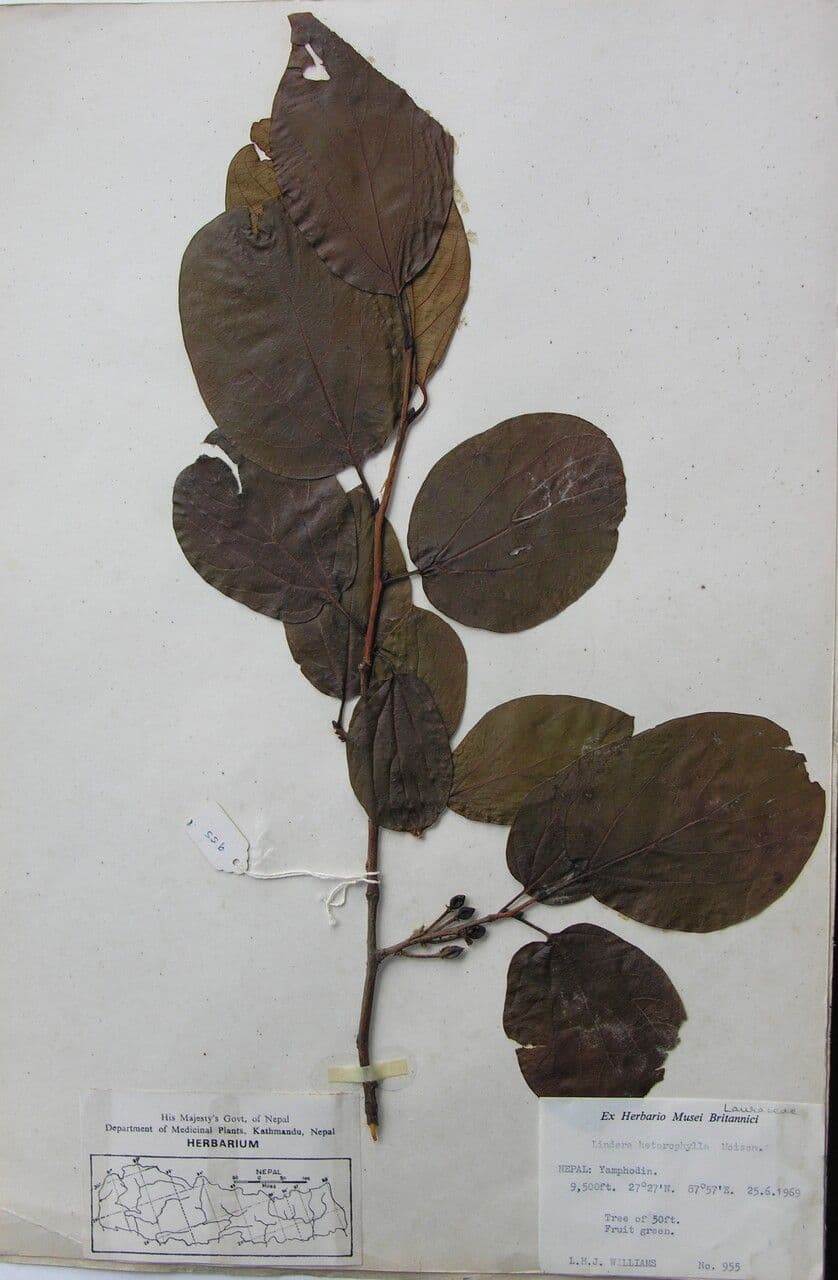 Lindera obtusiloba 14