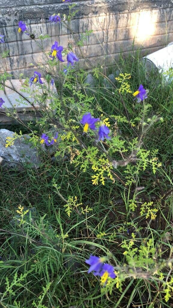 Solanum citrullifolium 4