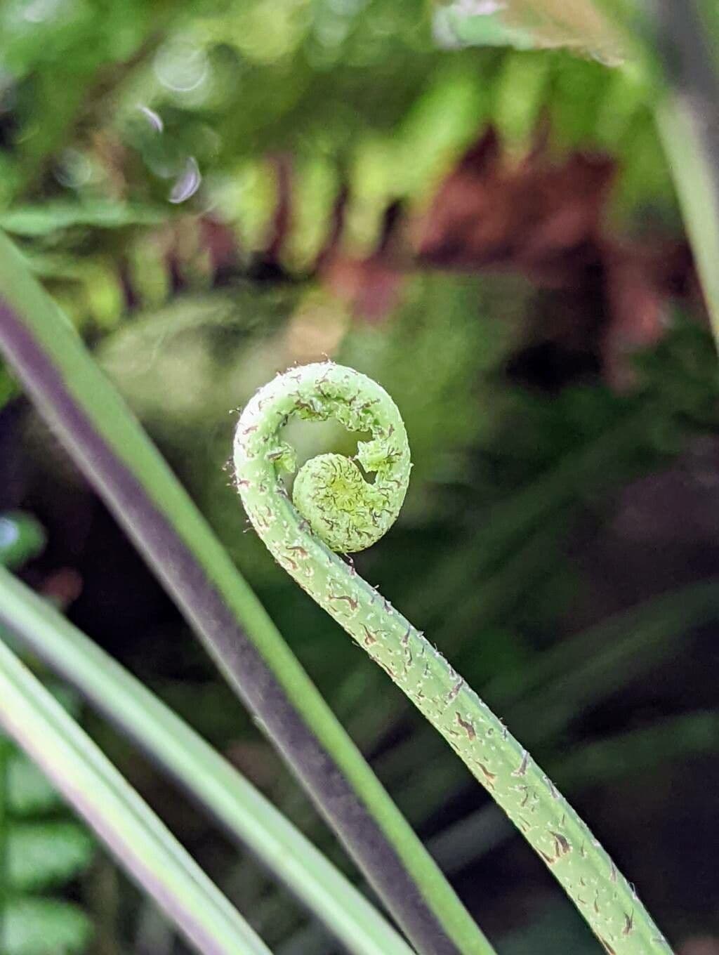 Asplenium 10