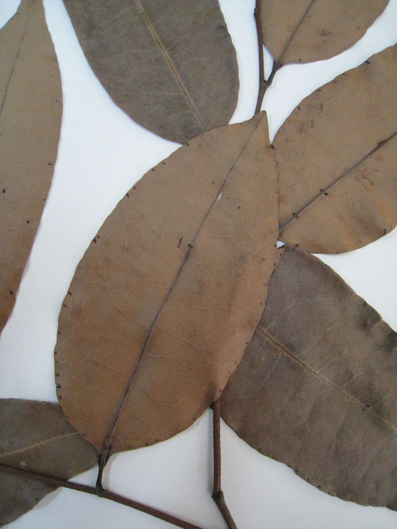 Sacoglottis guayanský 6