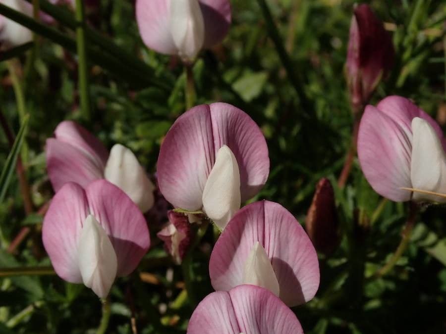 Ononis cristata 8
