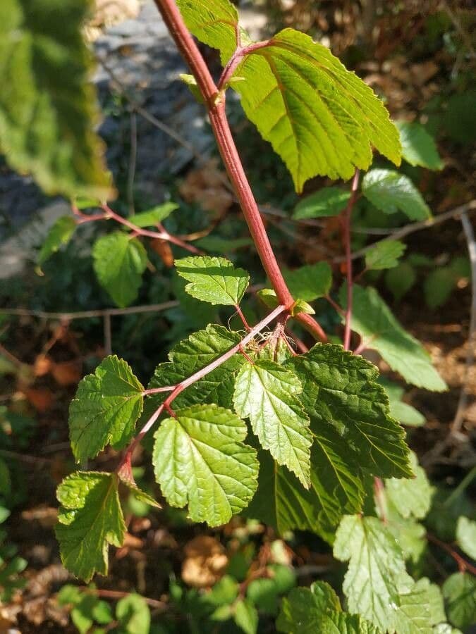 Neillia 8