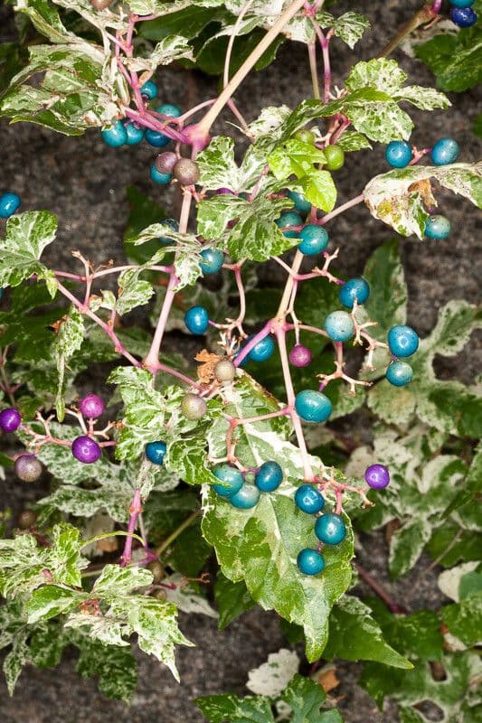 Ampelopsis delavayana 3