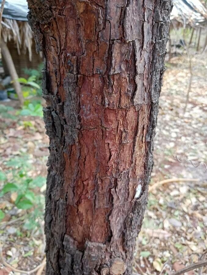 Weißes Sandelholz 23