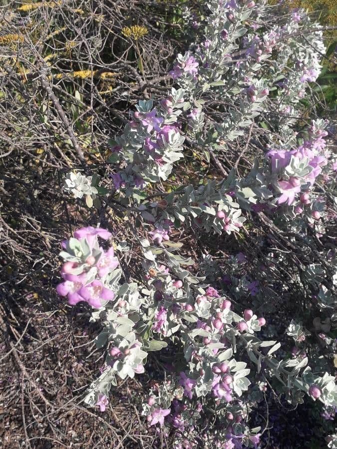 Leucophyllum candidum 10