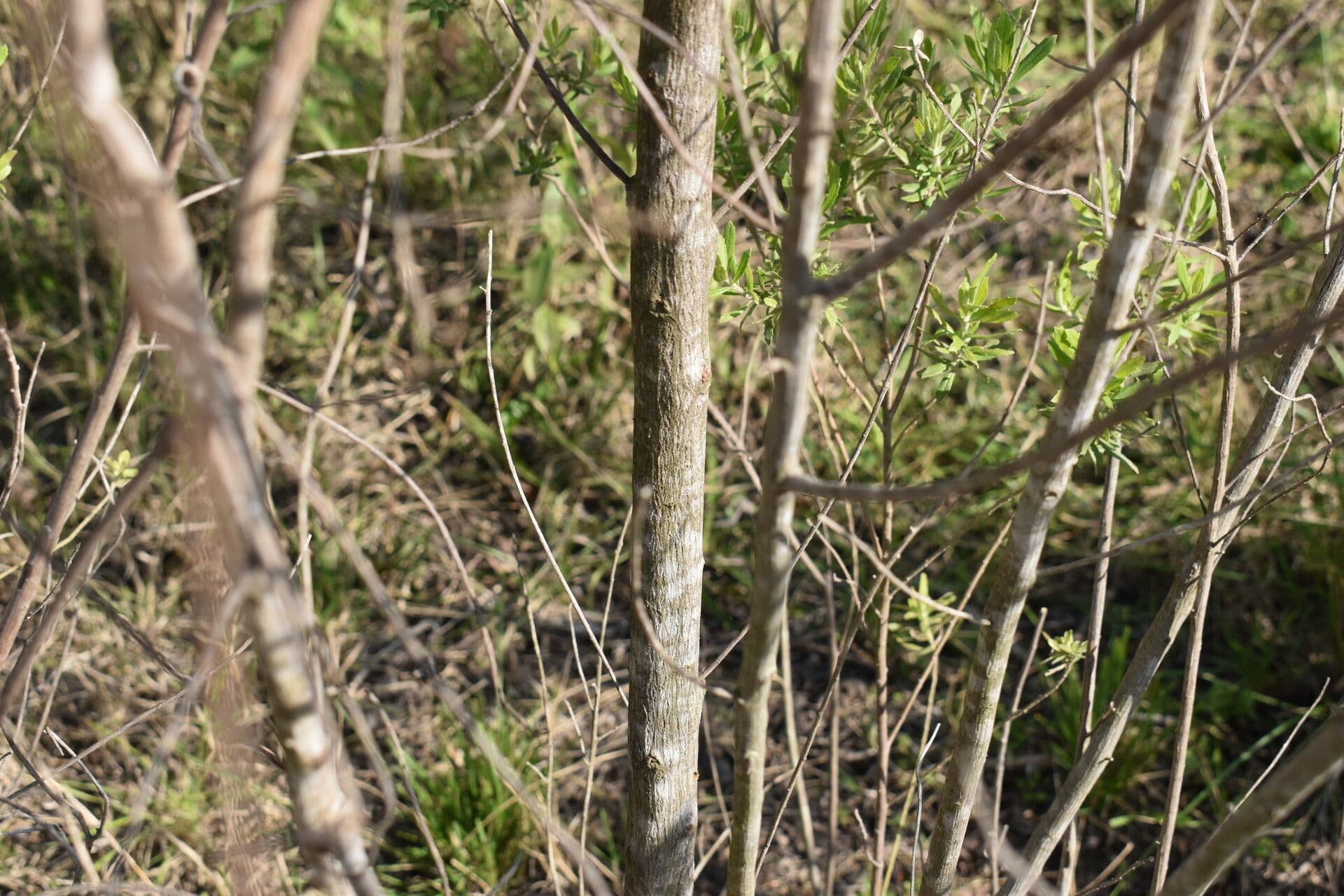 Baccharis dracunculifolia 17
