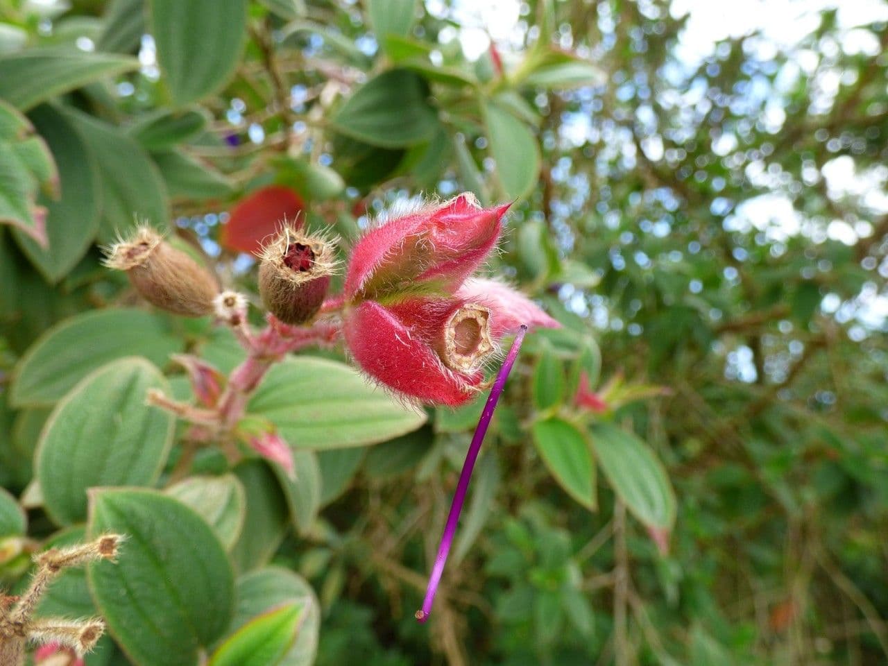 Flor de princesa 3