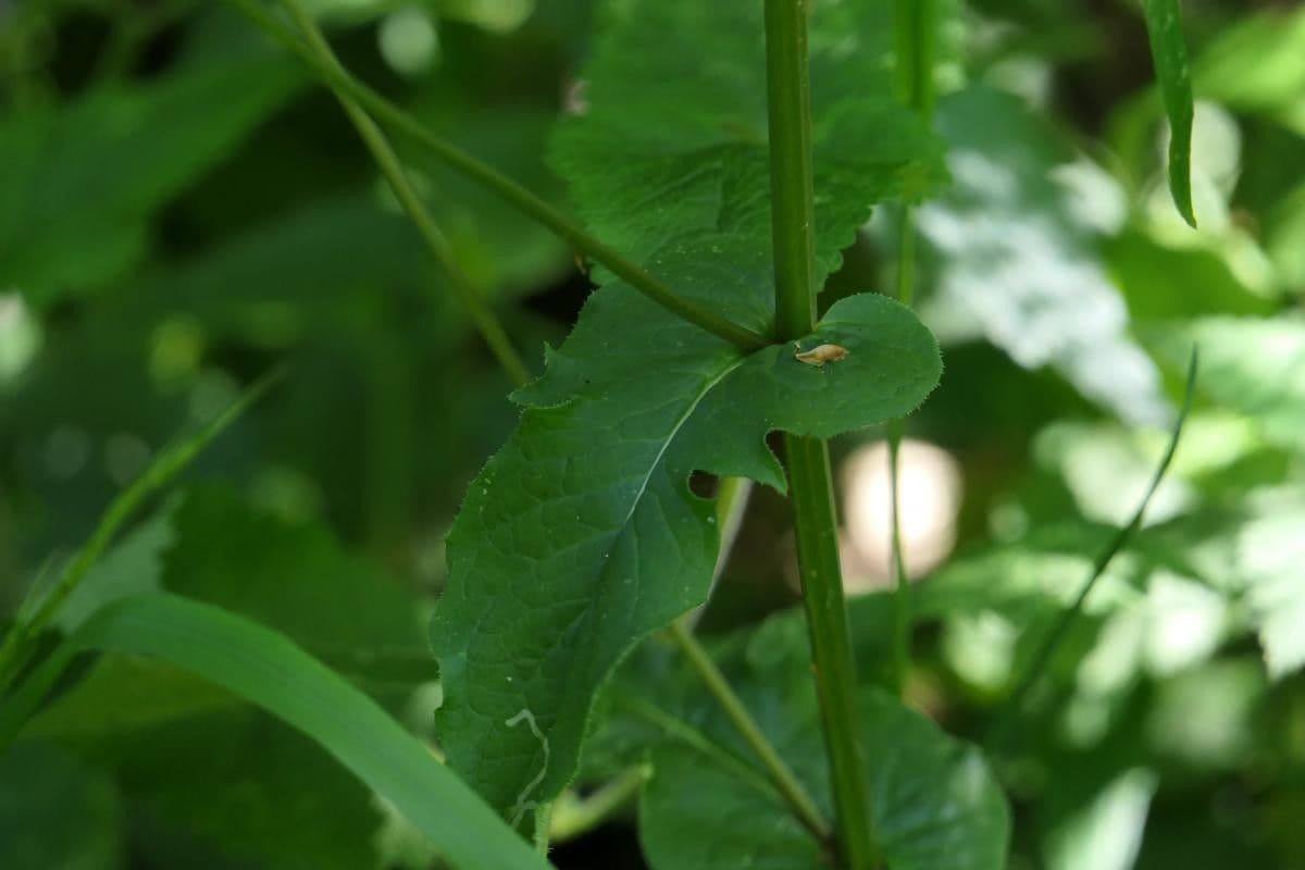 Radicchiella 12