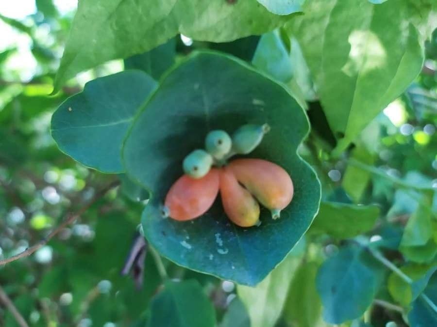 Caprifoglio dioico