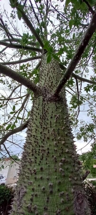 Ceiba speciosa 19