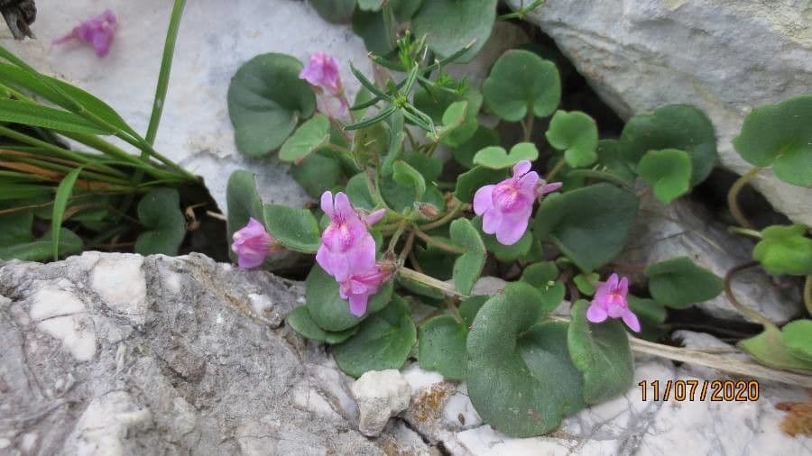 Cymbalaria 2